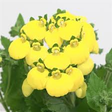 Image result for Calceolaria