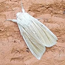 Attēlu rezultāti vaicājumam “Heterotrichia insignis (syn. Arcyria insignis)”