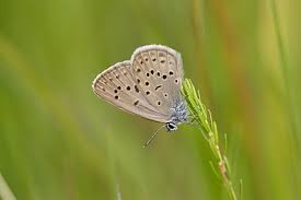 Attēlu rezultāti vaicājumam “Maculinea alcon underside”