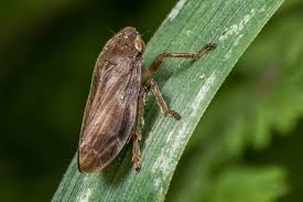 Attēlu rezultāti vaicājumam “Philaenus spumarius”