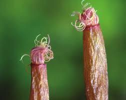 Attēlu rezultāti vaicājumam “Barbula unguiculata macro”