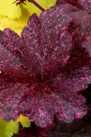 Image result for Heuchera `Midnight Rose`