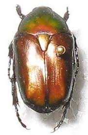 Attēlu rezultāti vaicājumam “Potosia cuprea”