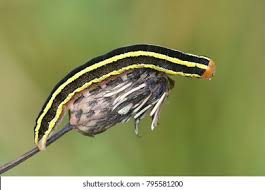 Attēlu rezultāti vaicājumam “Ceramica pisi”