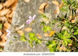 Attēlu rezultāti vaicājumam “Libanotis montana leaf”