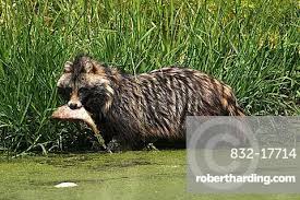 Attēlu rezultāti vaicājumam “Nyctereutes procyonoides”