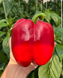 Afbeeldingsresultaat voor giant 3 sweet pepper