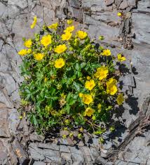 Attēlu rezultāti vaicājumam “Potentilla reptans”
