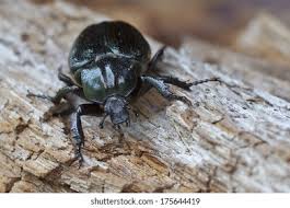 Attēlu rezultāti vaicājumam “Osmoderma barnabita”