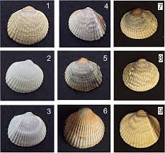 Attēlu rezultāti vaicājumam “Colloderma oculatum macro”