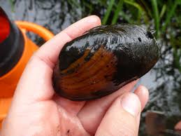 Attēlu rezultāti vaicājumam “Unio crassus”