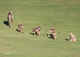 Image result for Hartlepool Coyotes