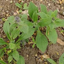 Attēlu rezultāti vaicājumam “Ajuga genevensis”