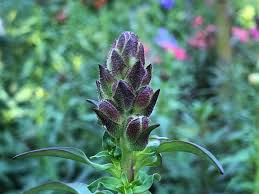 Attēlu rezultāti vaicājumam “Antirrhinum majus leaf”