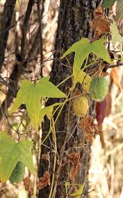 Attēlu rezultāti vaicājumam “Echinocystis lobata fruit”