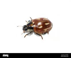 Attēlu rezultāti vaicājumam “Myzia oblongoguttata”