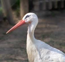 Attēlu rezultāti vaicājumam “Ciconia ciconia”