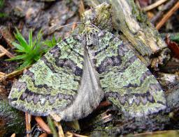 Attēlu rezultāti vaicājumam “Hydriomena furcata”