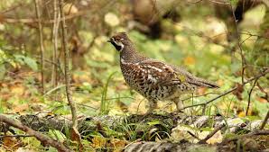 Attēlu rezultāti vaicājumam “Tetrastes bonasia”