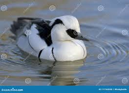 Attēlu rezultāti vaicājumam “Mergus albellus”