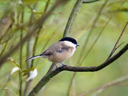 Attēlu rezultāti vaicājumam “Poecile montanus adult”