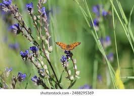 Attēlu rezultāti vaicājumam “Melitaea phoebe underside”