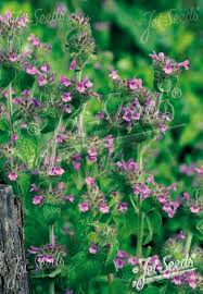 Attēlu rezultāti vaicājumam “Clinopodium vulgare leaf”