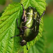 Attēlu rezultāti vaicājumam “Potosia cuprea imago”