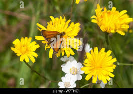 Attēlu rezultāti vaicājumam “Thymelicus lineola male”