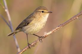 Image result for Phylloscopus ibericus