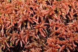 Attēlu rezultāti vaicājumam “Sphagnum magellanicum”