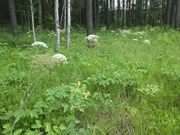 Attēlu rezultāti vaicājumam “Laserpitium latifolium”