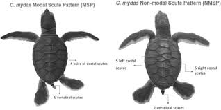 Image result for Lepidochelys kempii