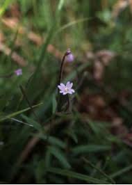 Attēlu rezultāti vaicājumam “Epilobium palustre”