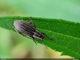 Attēlu rezultāti vaicājumam “Sitona sp.”