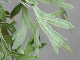 Image result for Artemisia absinthium