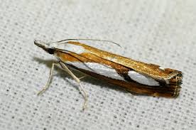 Attēlu rezultāti vaicājumam “Catoptria permutatellus”