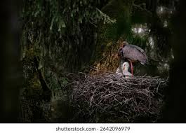 Attēlu rezultāti vaicājumam “Ciconia nigra nest”