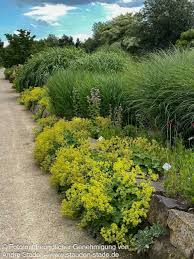 Image result for Frauenmantel