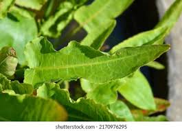 Attēlu rezultāti vaicājumam “Rumex aquaticus leaf”