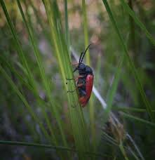 Attēlu rezultāti vaicājumam “Pyrochroidae”