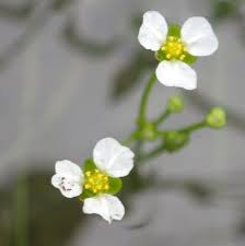 Attēlu rezultāti vaicājumam “Alismataceae”