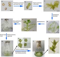 Attēlu rezultāti vaicājumam “Sphagnum squarrosum sporophyte”