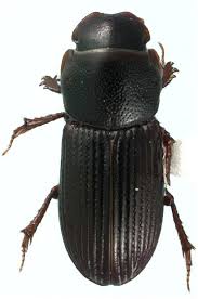 Attēlu rezultāti vaicājumam “Aphodius subterraneus”