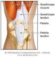 Knee <b>Tendons</b>