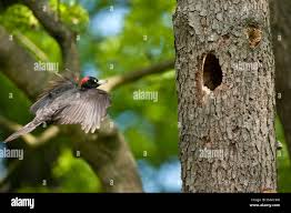 Attēlu rezultāti vaicājumam “Dryocopus martius”