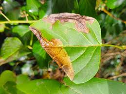 Attēlu rezultāti vaicājumam “Gracillaria syringella larva”