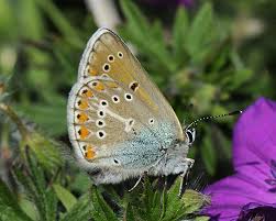 Attēlu rezultāti vaicājumam “Eumedonia eumedon”