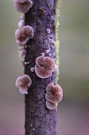 Attēlu rezultāti vaicājumam “Crepidotus versutus”