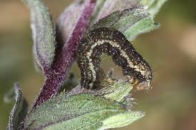 Attēlu rezultāti vaicājumam “Perizoma bifaciata”